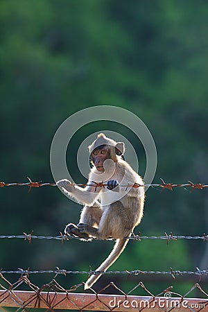Little monkey climbing on steel fence against blurry background Stock Photo