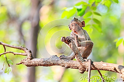 Little Monkey (Crab-eating macaque) on tree Stock Photo