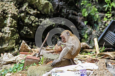 Little monkey eating coconut in the hindu temple, India Stock Photo