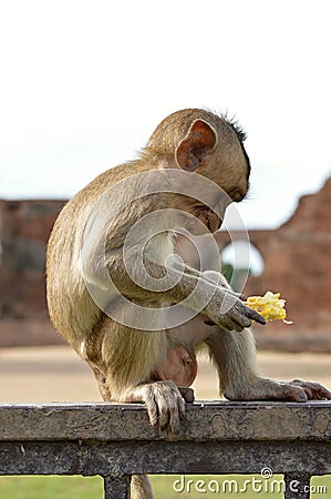 Little monkey with food Stock Photo