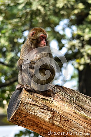 Little monkey sitting in a tree Stock Photo