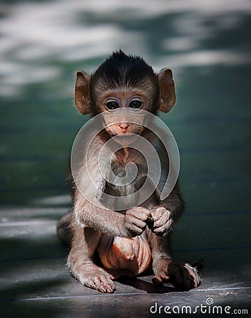 Little monkey in wild Stock Photo