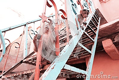 A little monkeys on the stairs Stock Photo