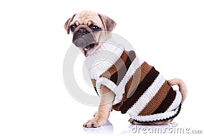 Little mops puppy wearing clothes Stock Photo