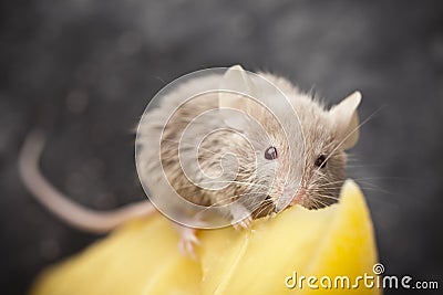 Little mouse and cheese Stock Photo