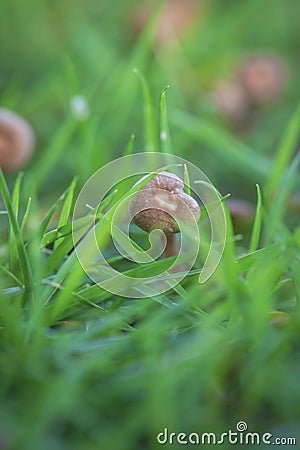 A LITTLE MUSHROOM FROM AL Stock Photo