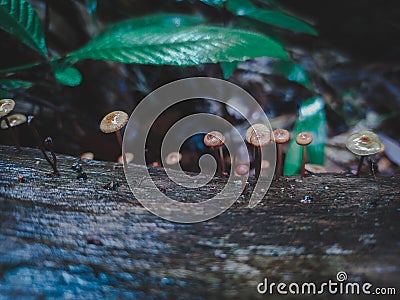 Little mushroom in rain forest Stock Photo