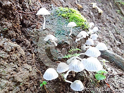 Little mushroom in raining season very beautifull Stock Photo