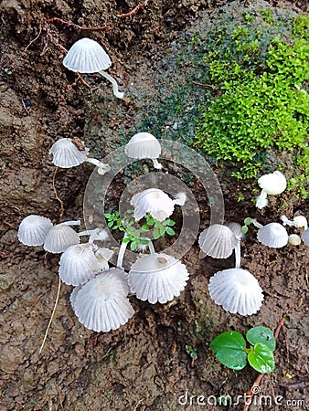 Little mushroom in raining season very beautifull Stock Photo