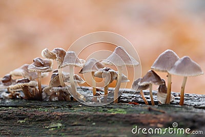 Little mushrooms on a dead tree Stock Photo