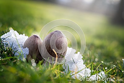 Little mushrooms in the snow. Stock Photo