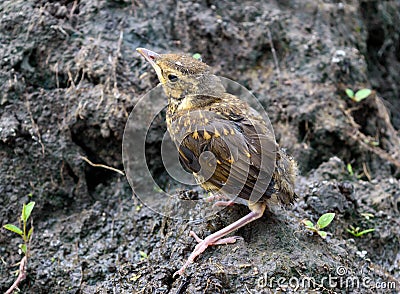 Little nestling swallows river (Swift). Stock Photo