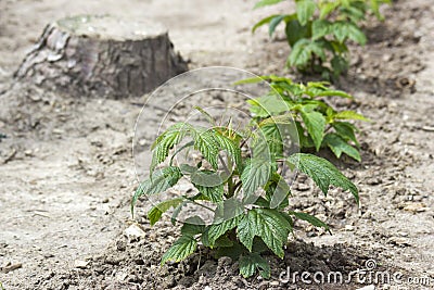 Little new raspberry bush Stock Photo