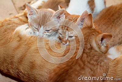 little newborn small kittens feeding breast milk from their mother cat, selective focus of small semi owned stray domestic Stock Photo