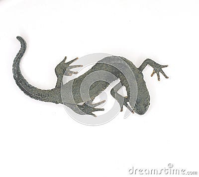The little newt took a curved pose. Dark green in color. Stock Photo