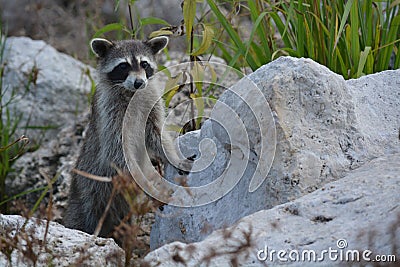 Nosy little Raccoon standing Stock Photo