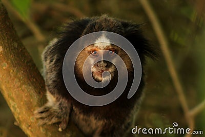 A cute sagui in the woods Stock Photo