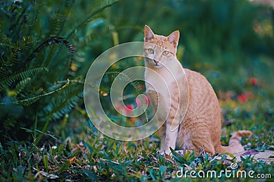 Little orange cute cat in backyard garden Stock Photo