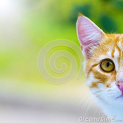 The little orange kitten is walking down the street. A portrait of the animal. Stock Photo