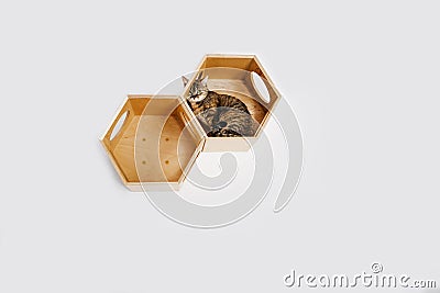 Orange Tabby Kitten Lays In A Modern Wooden Cat House On White Wall At Home In Light Room. Minimalism with a cat in the interior Stock Photo