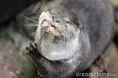 Little otter, Aonyx cinereus, Lutrinae eating a fish Stock Photo