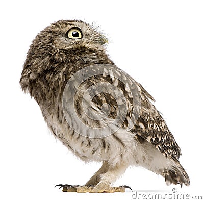 Little Owl, 50 days old, Athene noctua, standing Stock Photo