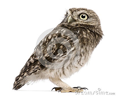 Little Owl, 50 days old, Athene noctua, standing Stock Photo