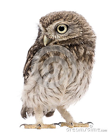 Little Owl, 50 days old, Athene noctua, standing Stock Photo