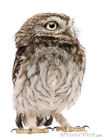 Little Owl, 50 days old, Athene noctua, standing Stock Photo
