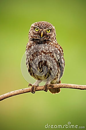 Little Owl, Athene noctua, bird in the nature habitat, clear green background, yellow eyes, Hungary Stock Photo