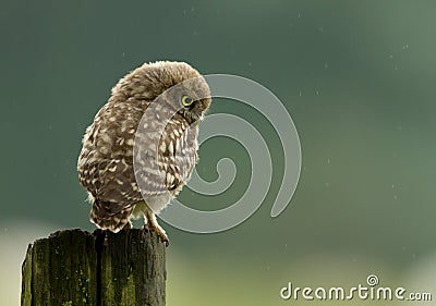 Little Owl (Athene noctua) Stock Photo