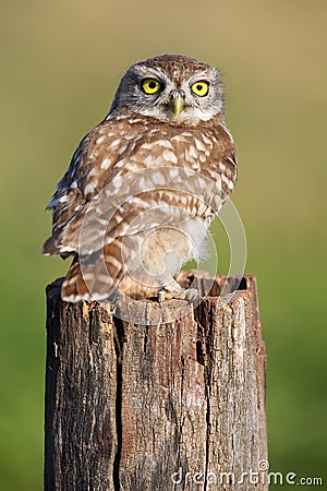 The little owl Athene noctua sitting on the stump with a green background.Little owl with yellow eyes on a green background Stock Photo