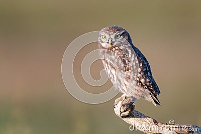 The Little Owl Athene noctua, a young owl sits on a stick in a beautiful light Stock Photo