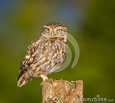 Little owl Stock Photo