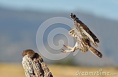 little owl comes to his innkeeper for a prey Stock Photo