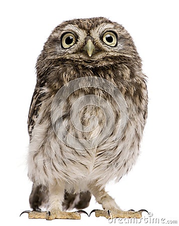 Little Owl, 50 days old, Athene noctua Stock Photo