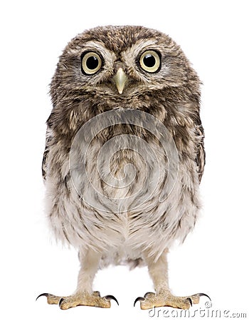 Little Owl, 50 days old, Athene noctua Stock Photo