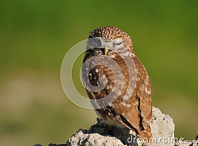 Little Owl, Stock Photo