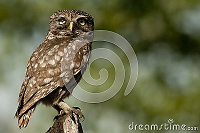 The little owl, nocturnal raptors, Athene noctua, perched on a log where the mouse hunts and small insects Stock Photo