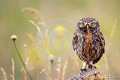 The little owl sits on a stone with a centipede in its beak. Stock Photo