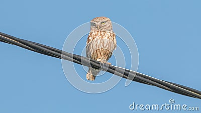 Little owl sits on a thick power wire Stock Photo
