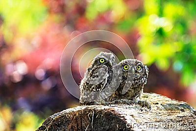 Little owl sitting on a piece of wood Stock Photo