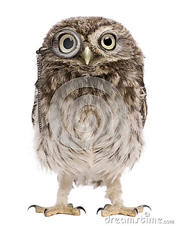 Little Owl wearing magnifying glass, Athene noctua Stock Photo