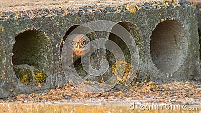 Little owls nested in a concrete floor slab Stock Photo