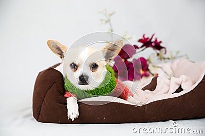 Little pedigreed dog Stock Photo