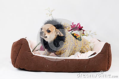 Little pedigreed dog Stock Photo