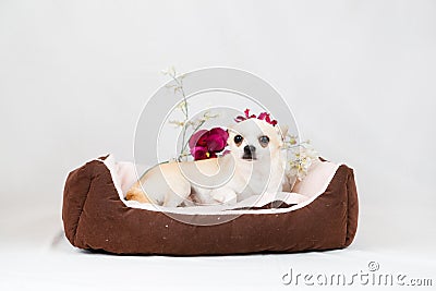 Little pedigreed dog Stock Photo