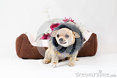 Little pedigreed dog Stock Photo