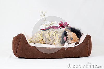 Little pedigreed dog Stock Photo