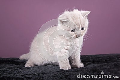 Little pedigreed kitten stands on the site Stock Photo